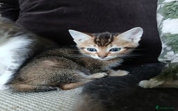 Bengal cats for sale: BLUE Bengal Cross Kittens - Advert 7