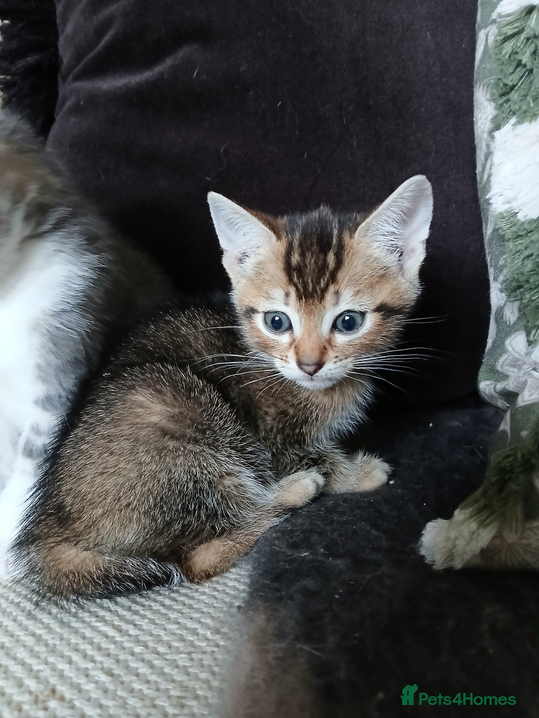 Bengal cats for sale: BLUE Bengal Cross Kittens - Advert 7