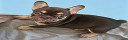 French Bulldog dogs for sale: ⭐️⭐️⭐️⭐️⭐️Coco&Nero⭐️⭐️⭐️⭐️⭐️ - Advert 9