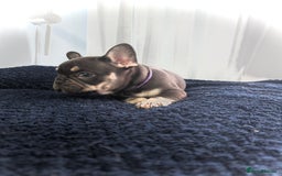French Bulldog dogs for sale: KC Fluffy Carriers Isabella French Bulldogs puppy - Image 33