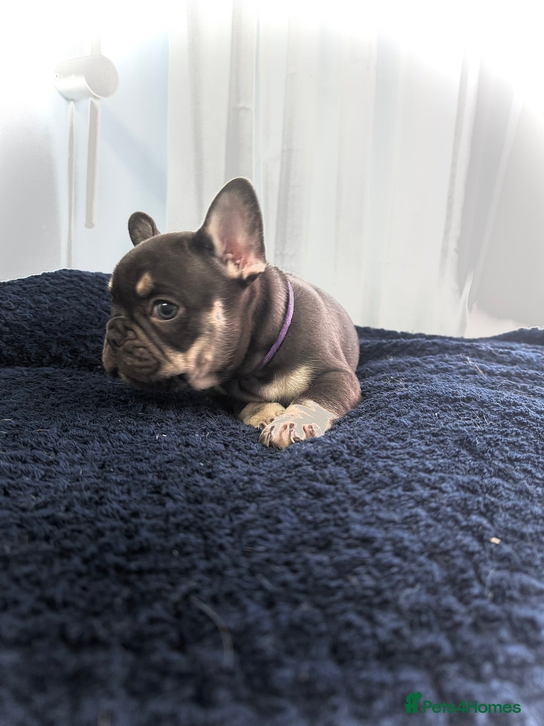French Bulldog dogs for sale: KC Fluffy Carriers Isabella French Bulldogs puppy - Image 33