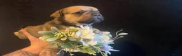 French Bulldog dogs for sale: EXCEPTIONAL LITTER OF FRENCH BULLDOG PUPPIES - Advert 12