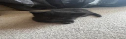 Mixed Breed cats for sale: Kittens  - Advert 3
