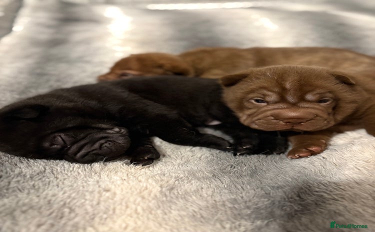 Shar Pei dogs - Advert 7