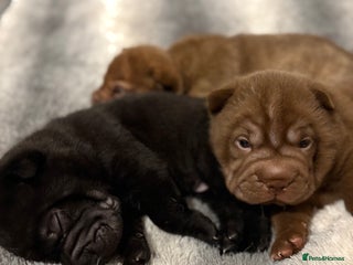 Shar Pei dogs - Advert 7