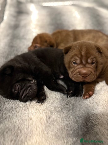 Shar Pei dogs - Advert 7