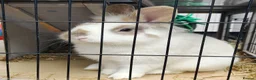 Mixed Breed rabbits for sale: Pair of male sibling mixed breed rabbits  - Advert 5
