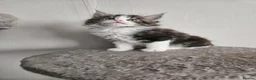 Maine Coon cats for sale: Maine Coon kittens - no papers - Advert 1
