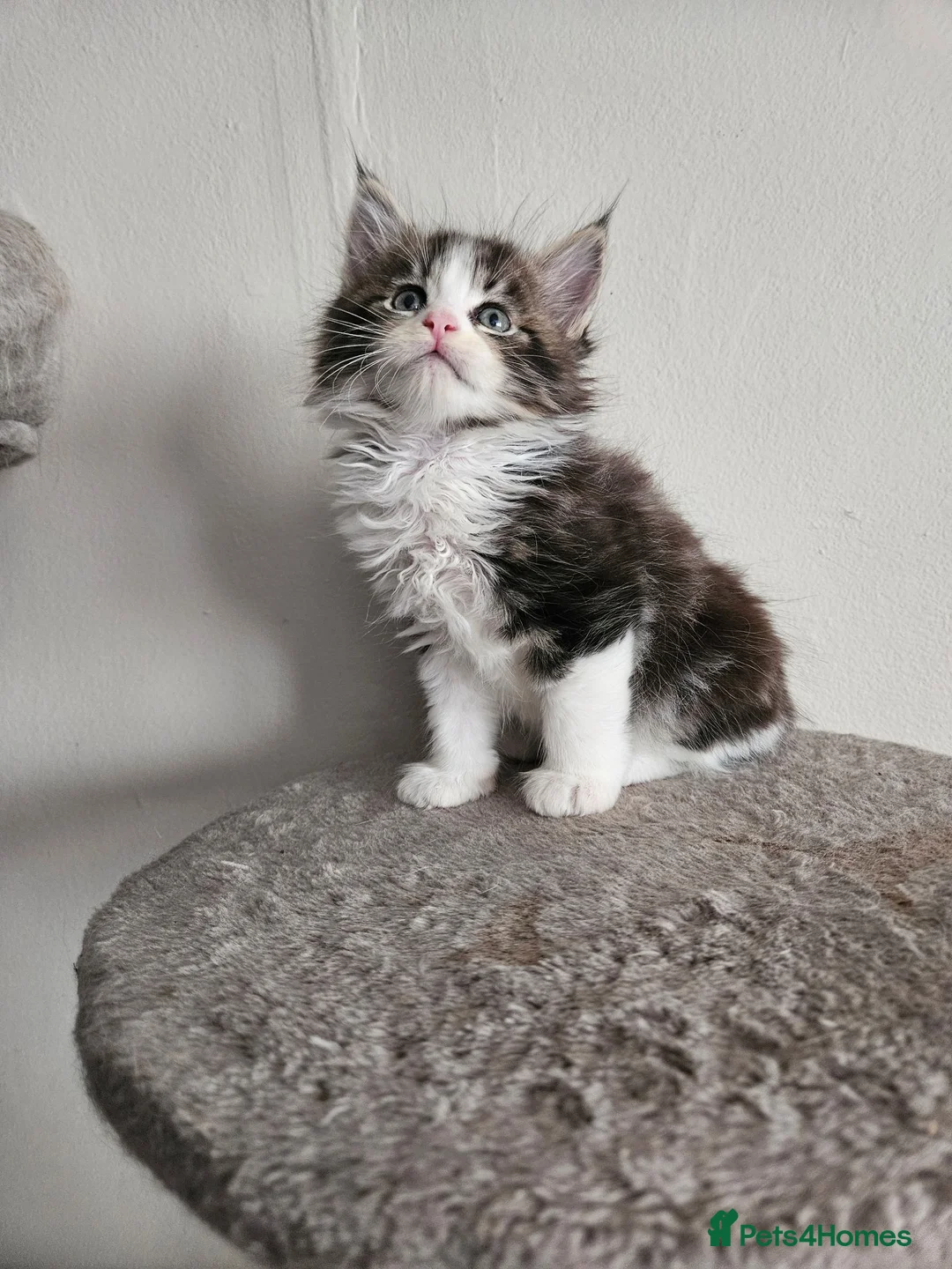 Maine Coon cats for sale: Maine Coon kittens - no papers - Advert 1