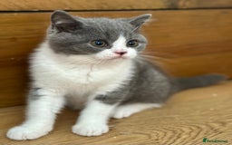 British Shorthair cats for sale: Pedigree British Shorthair Kittens - Image 33