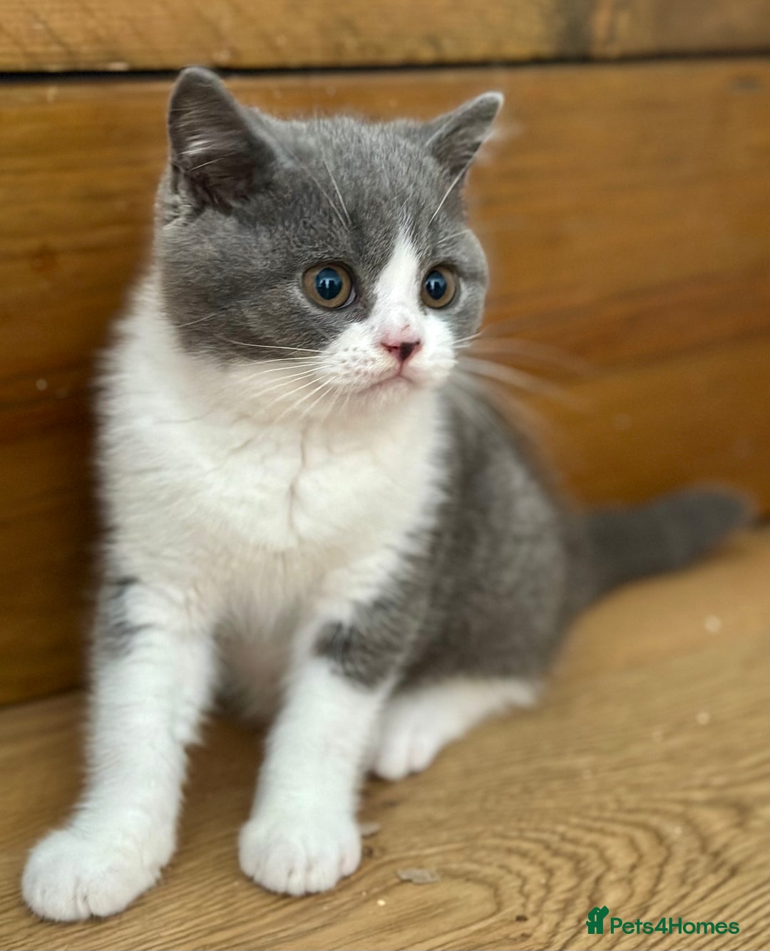 British Shorthair cats for sale: Pedigree British Shorthair Kittens - Image 33