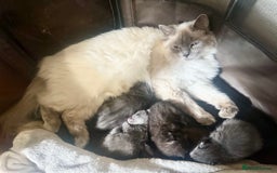 Ragdoll cats for sale: Half Ragdoll Kittens - Image 5