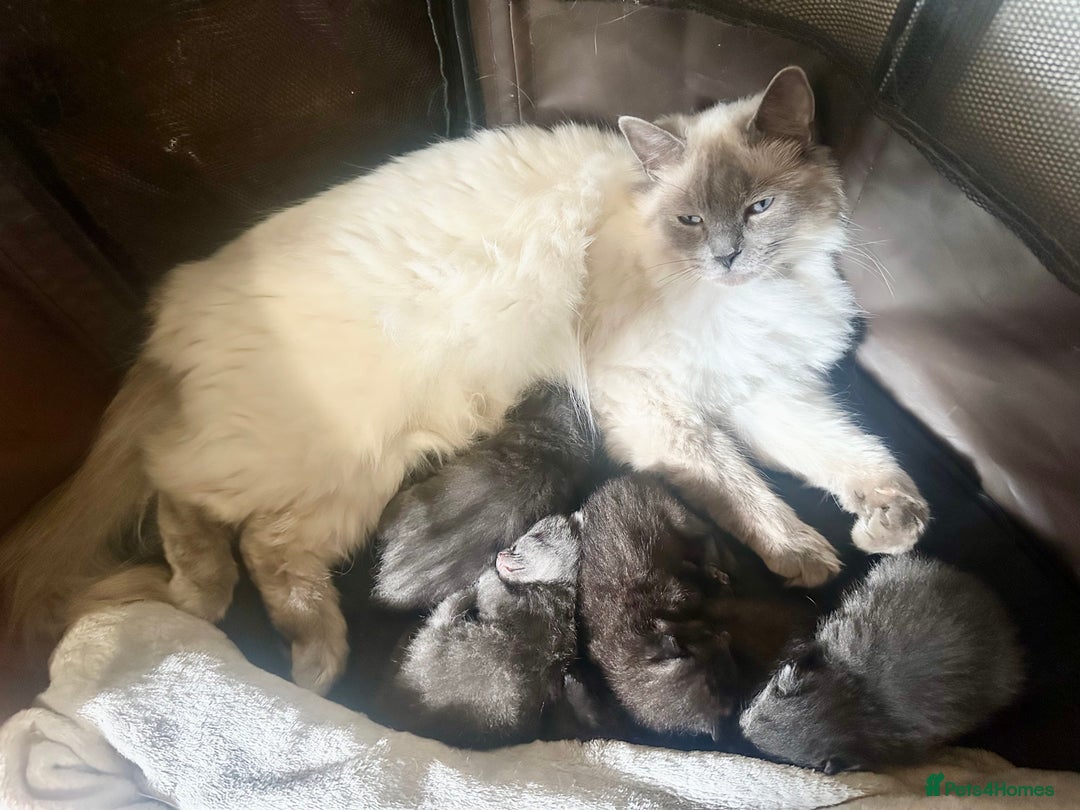 Ragdoll cats for sale: Half Ragdoll Kittens - Image 5