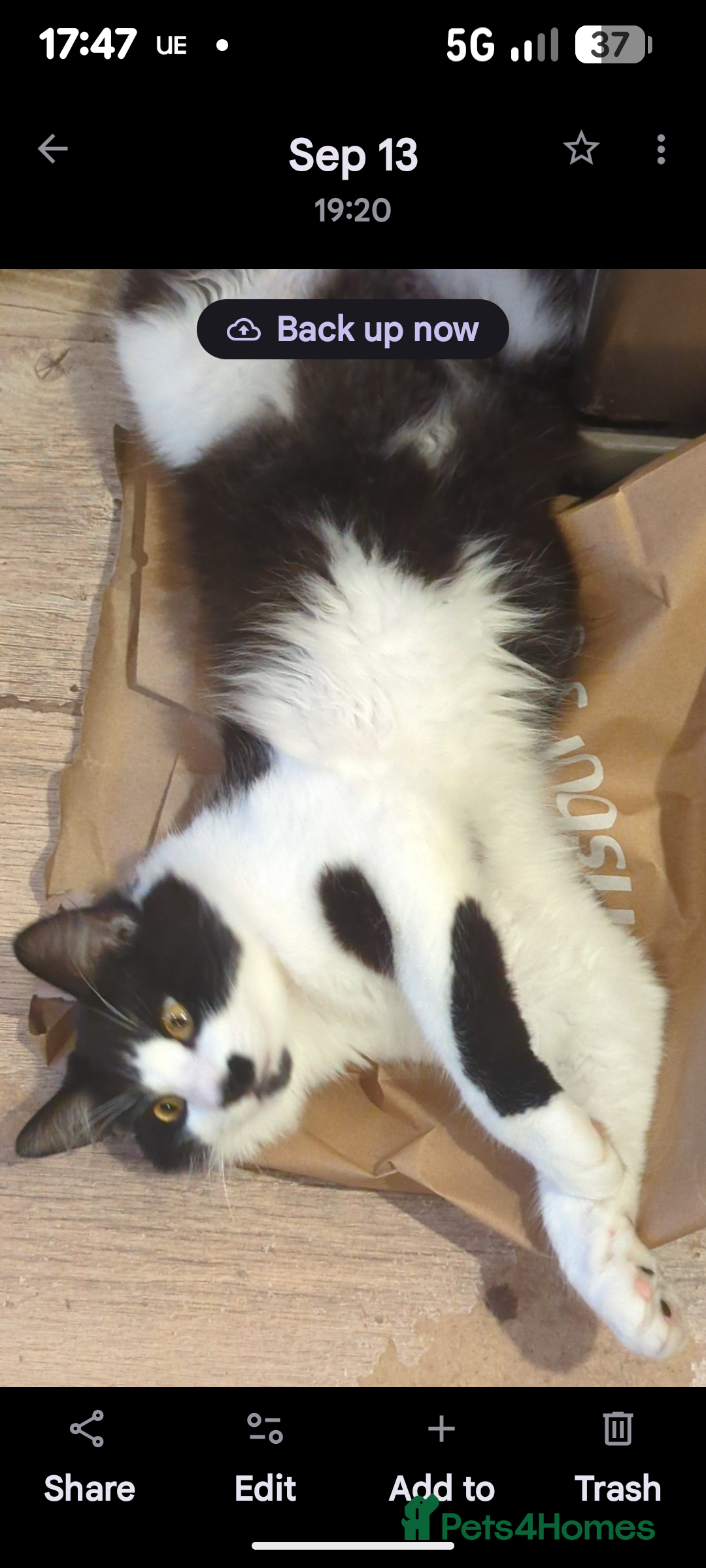 Maine Coon cats for sale: Female kitten - Advert 5