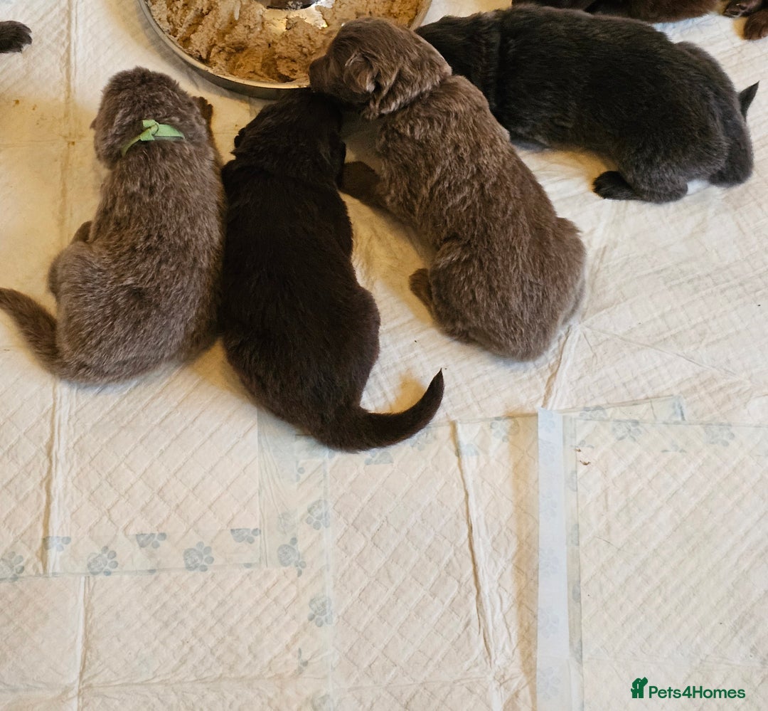 German Shepherd dogs for sale: 💠5 Beautiful healthy KC reg straight back GSP's💠 - Advert 3