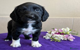 Sprocker dogs for sale: My sweet peas SPECIAL indeed x - Image 1
