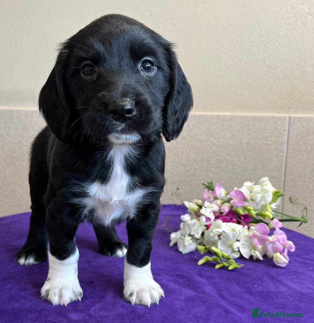 Sprocker dogs for sale: My sweet peas SPECIAL indeed x - Image 1