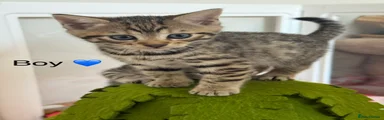 Bengal 1