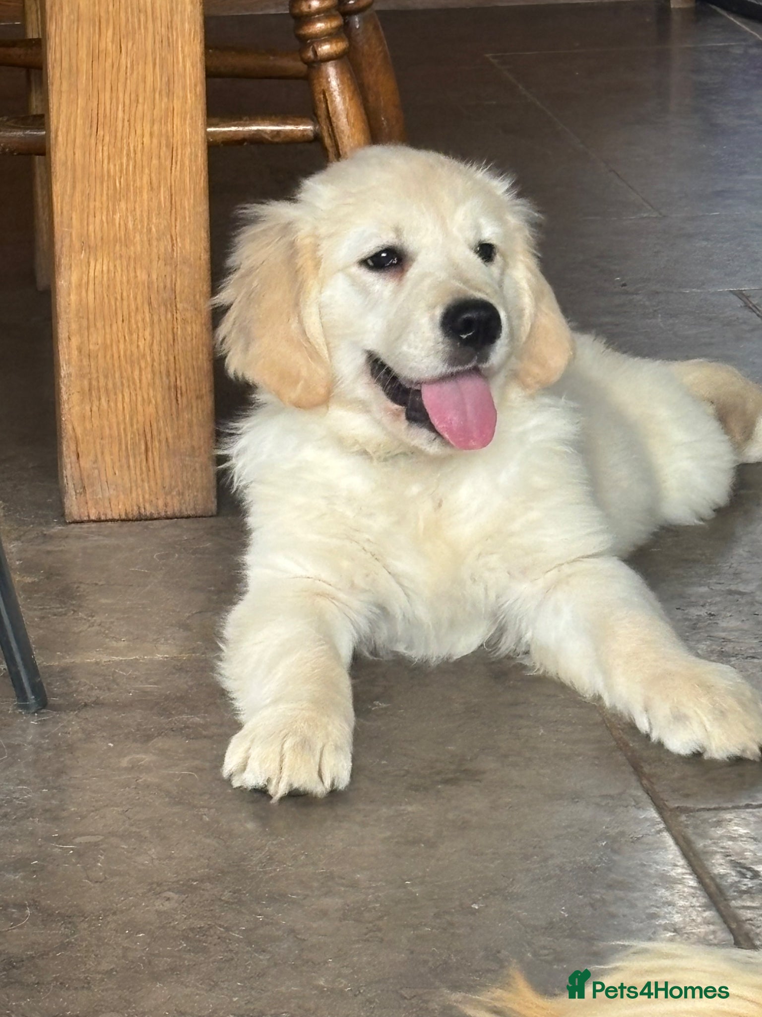 Golden Retriever dogs KC golden retriever pups health tested parents  - Advert 2