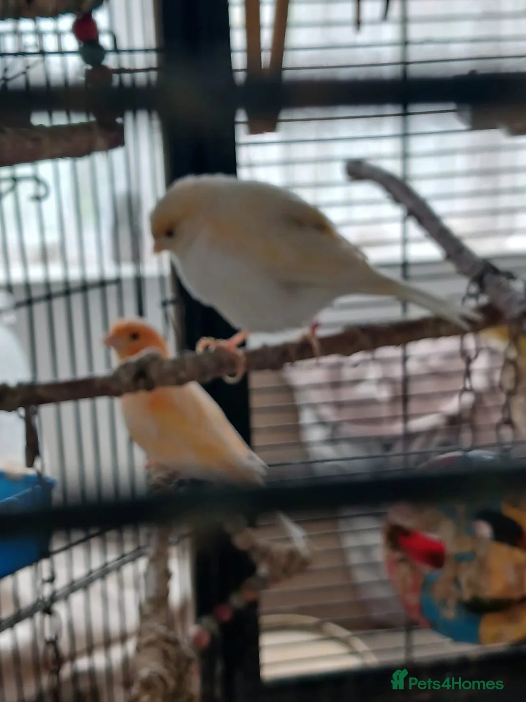 Canaries birds for sale: Canaries for adoption  in Croydon - Advert 3