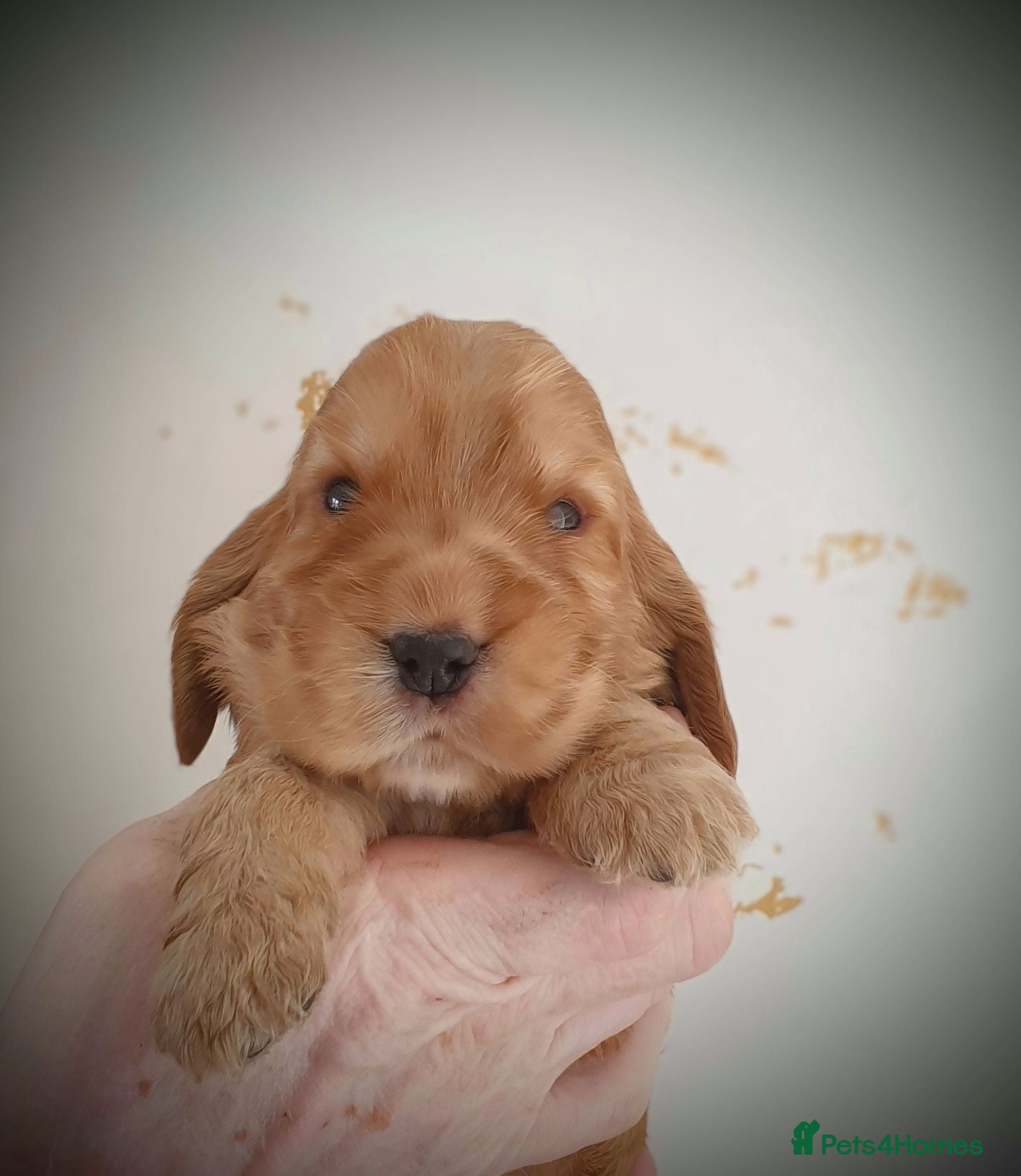 Cocker Spaniel dogs Kc registered Cocker Spaniel Puppies  - Advert 1