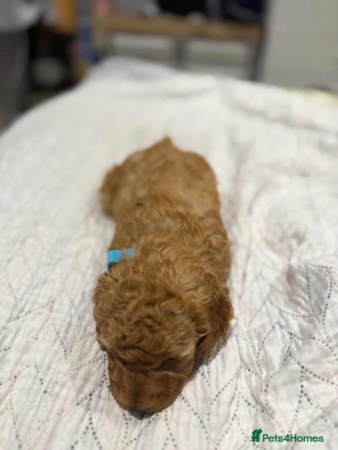 Maltipoo dogs for sale: Beautiful maltipoo puppy for sale - Advert 35