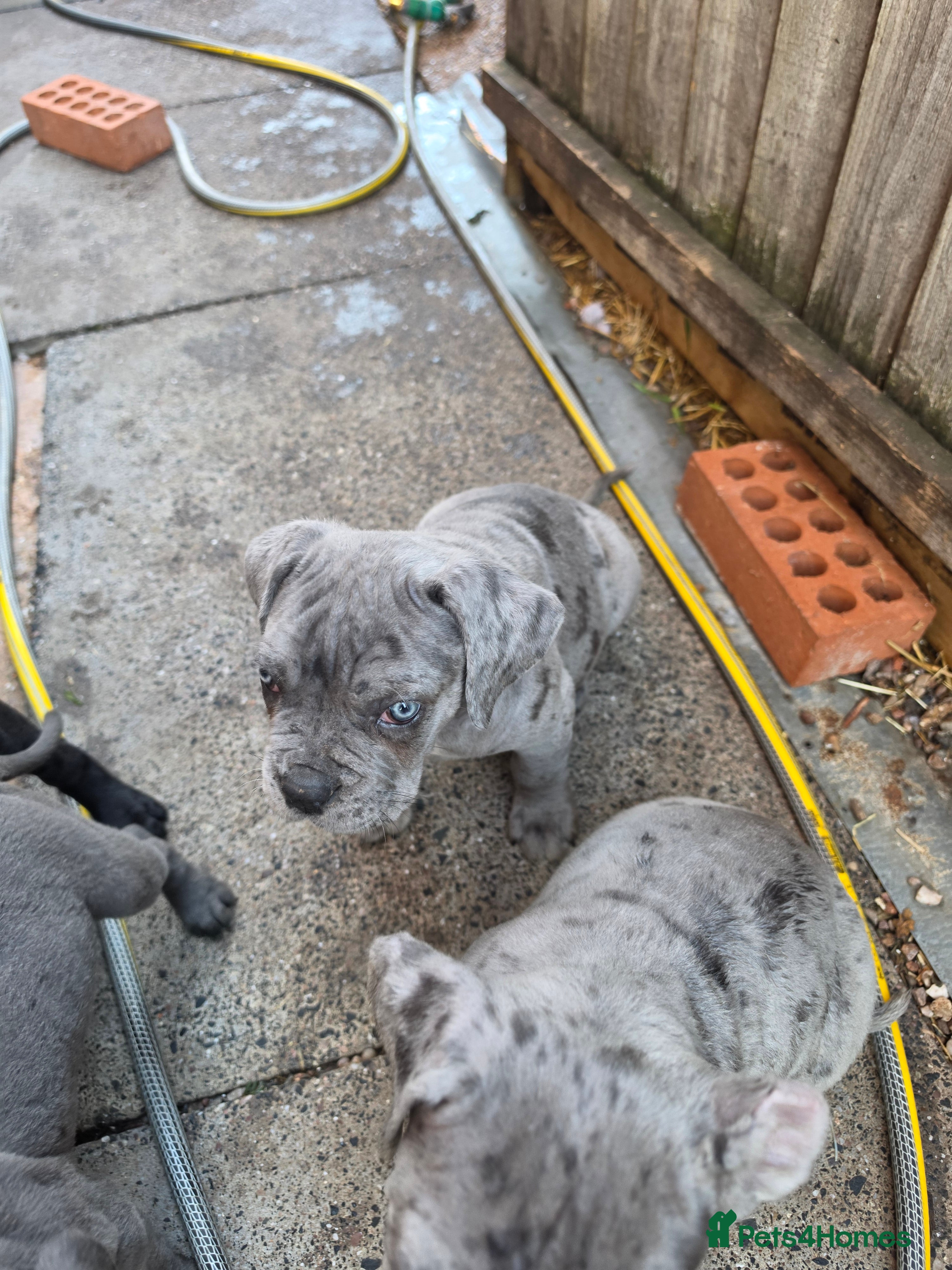 Cane Corso dogs A families best friend 🧡  - Advert 2