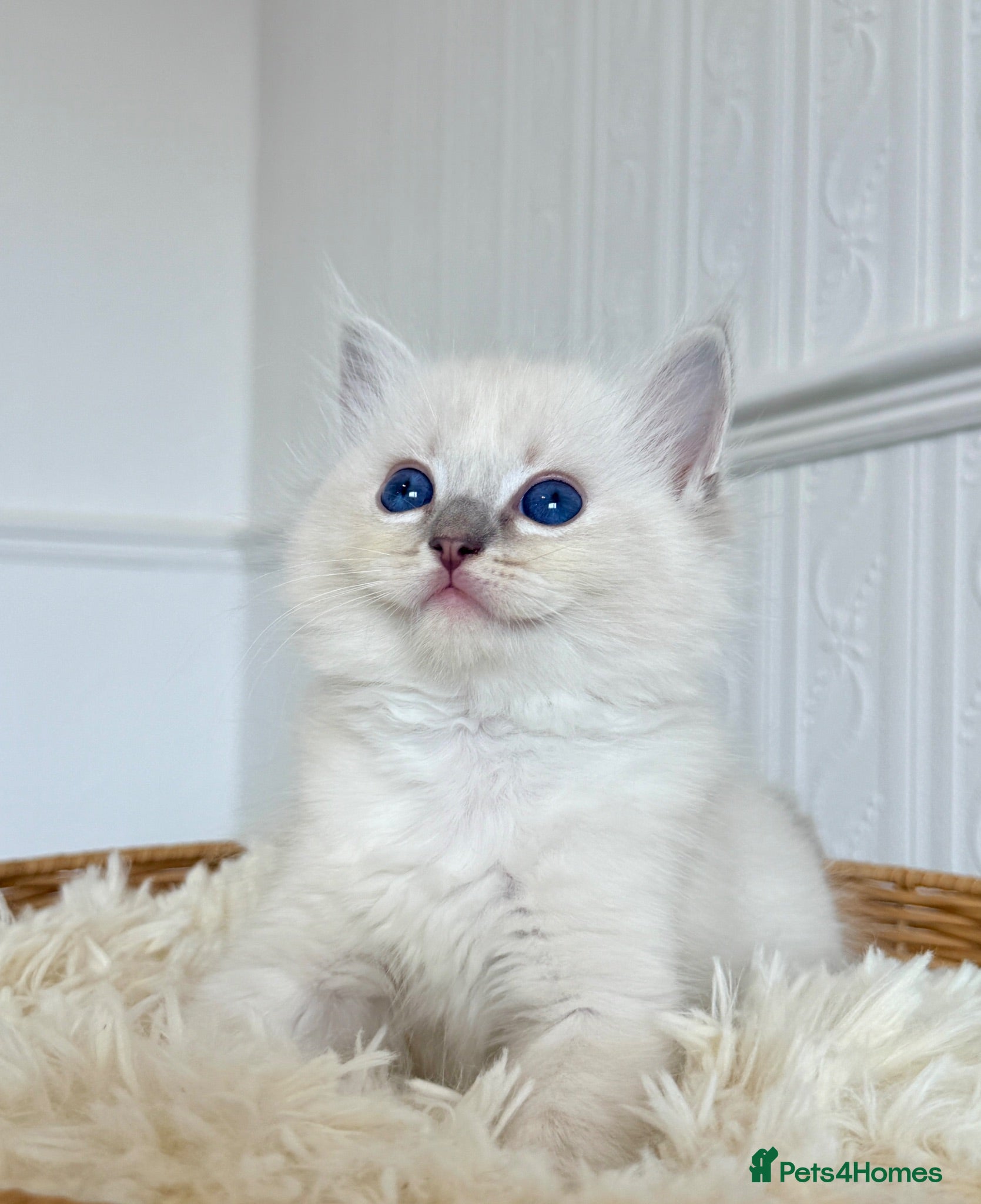 Ragdoll cats ✨ Exceptional Ragdoll Kittens Ready to Reserve ✨ - Advert 1