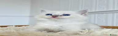 Ragdoll 6