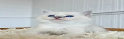 Ragdoll cats for sale: ✨ Exceptional Ragdoll Kittens Ready to leave ✨ - Advert 24