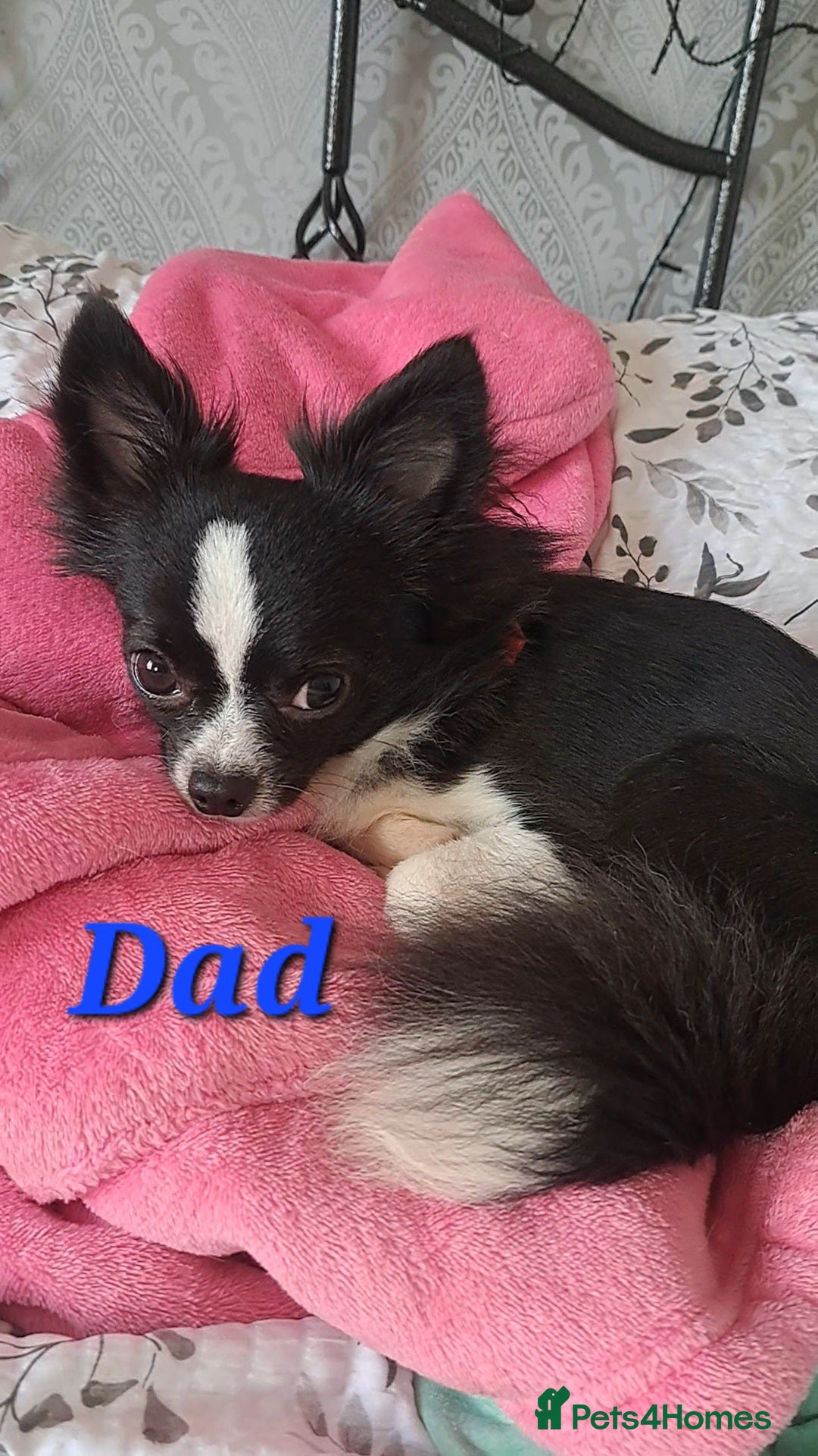 Chihuahua dogs for sale: Long Coat Chihuahua Puppies for Sale - Advert 16