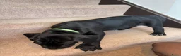 Cane Corso dogs for sale: Grand champion bloodline Cane Corso puppies  - Advert 31