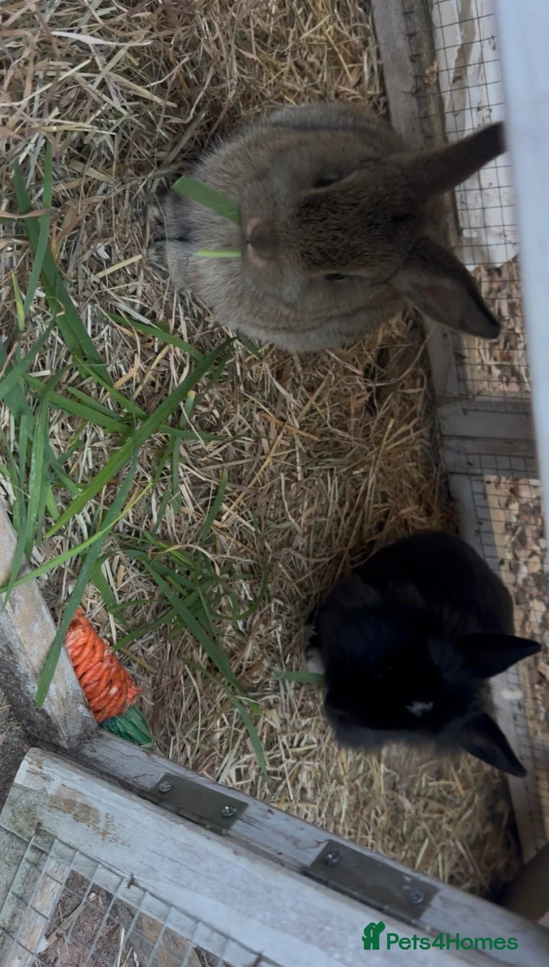 Mixed Breed rabbits for sale: 2 bunnies for sale! - Advert 6