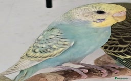 Budgerigars birds for sale: Beautiful Baby Budgies Ready now!!! - Image 14