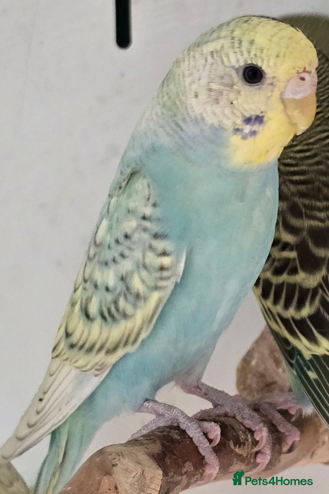 Budgerigars birds for sale: Beautiful Baby Budgies Ready now!!! - Image 14