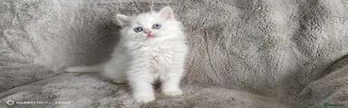 Scottish Fold 3