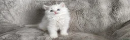 Scottish Fold cats for sale: Playful and affectionate kittens  - Advert 7