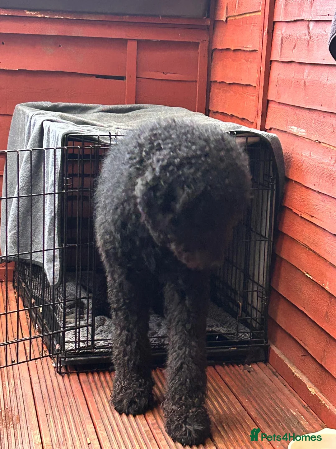 Goldendoodle dogs for sale: Tedy family friend  - Advert 8