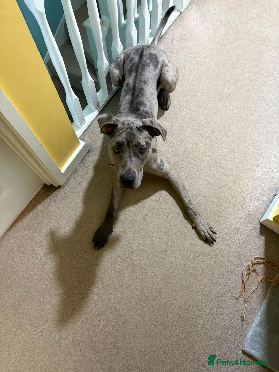 Mixed Breed dogs for sale: Cane Corso x Rhodesian Ridgeback - Advert 4