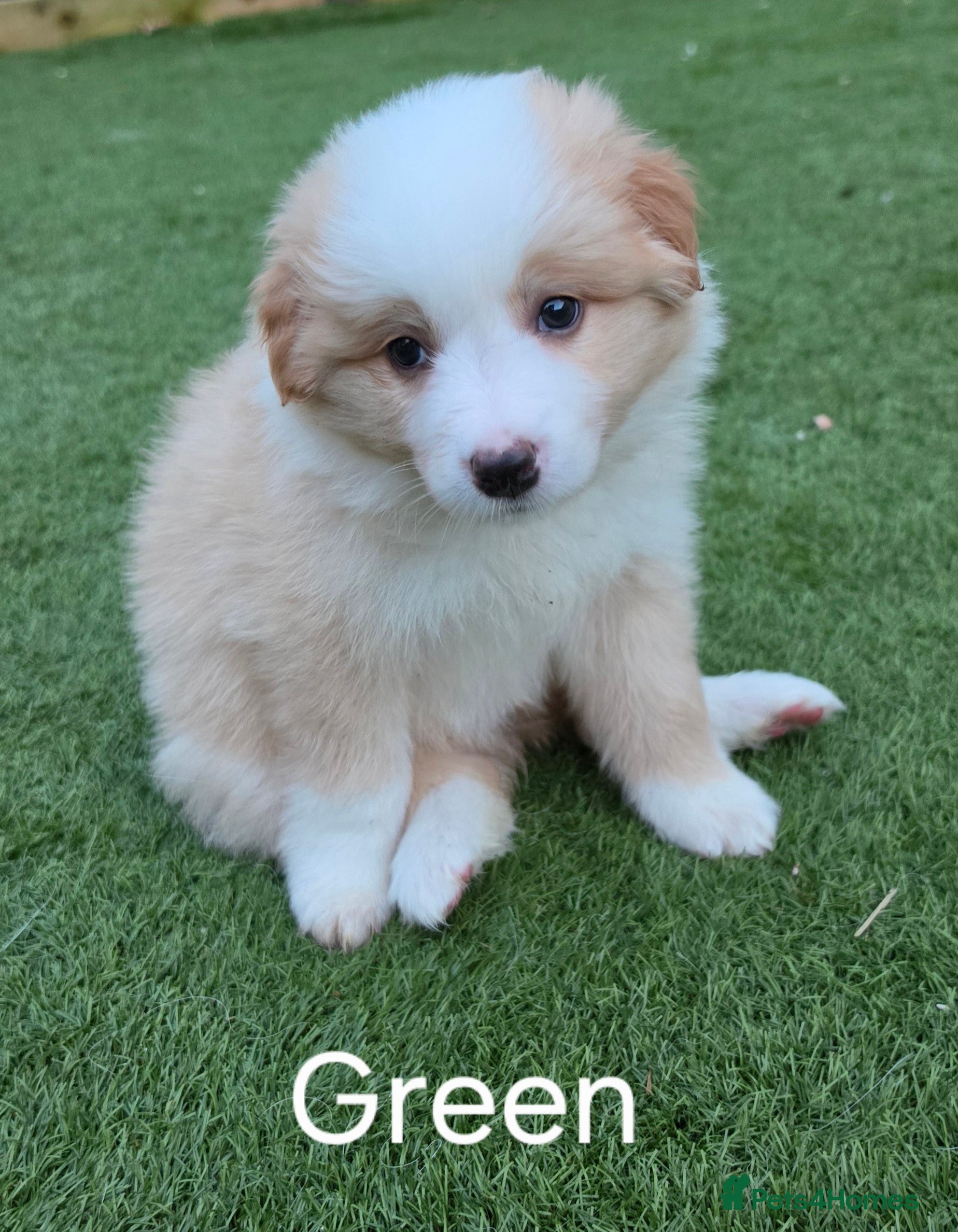Border Collie dogs Beautiful EE-Red/Golden Long Haired Border Collies - Advert 2