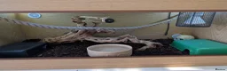 Python Snake reptiles for sale: Spinner Blast Ball Python  in Orpington - Advert 6