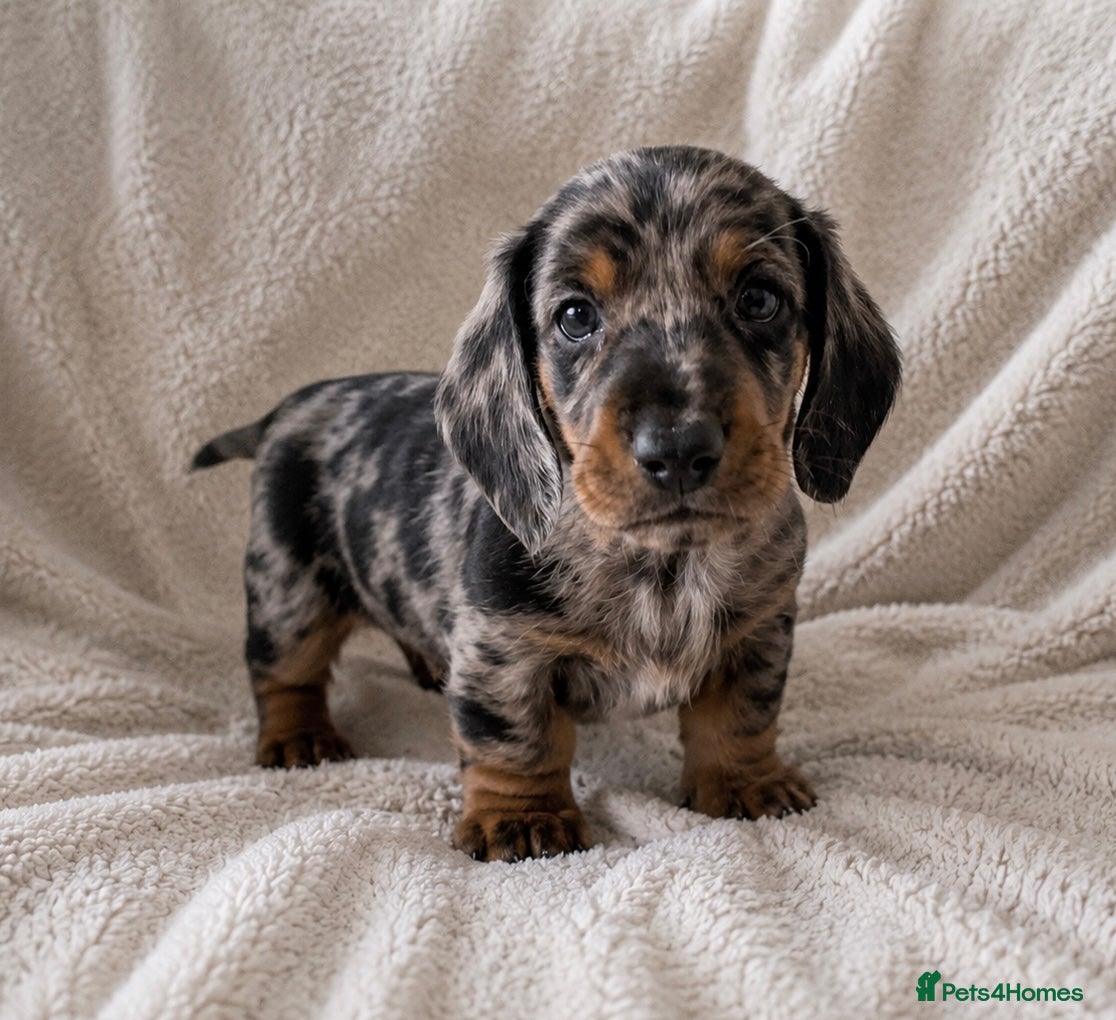 Miniature Dachshund dogs Mini dachshund pupies KC reg DNA tested parents - Advert 2