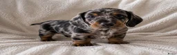 Miniature Dachshund dogs for sale: Mini dachshund pupies KC reg DNA tested parents - Advert 32