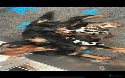 Cocker Spaniel dogs for sale: Ready 30th august import lines  - Image 12