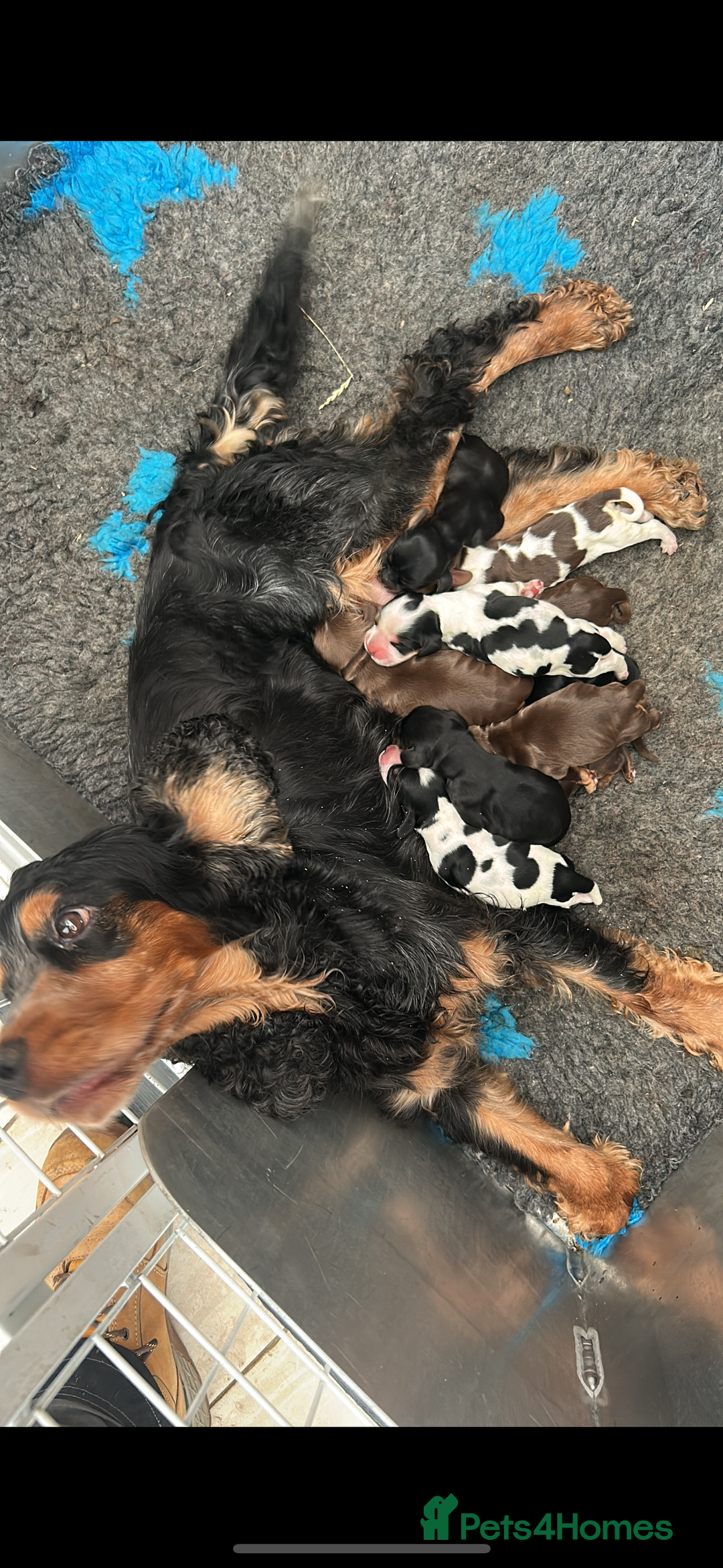 Cocker Spaniel dogs for sale: Ready 30th august import lines  - Image 12