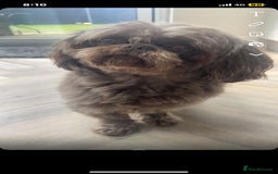Shih Tzu dogs for stud: KC Karashishi Imperial Chocolate/Lavender Stud in Derby - Image 19