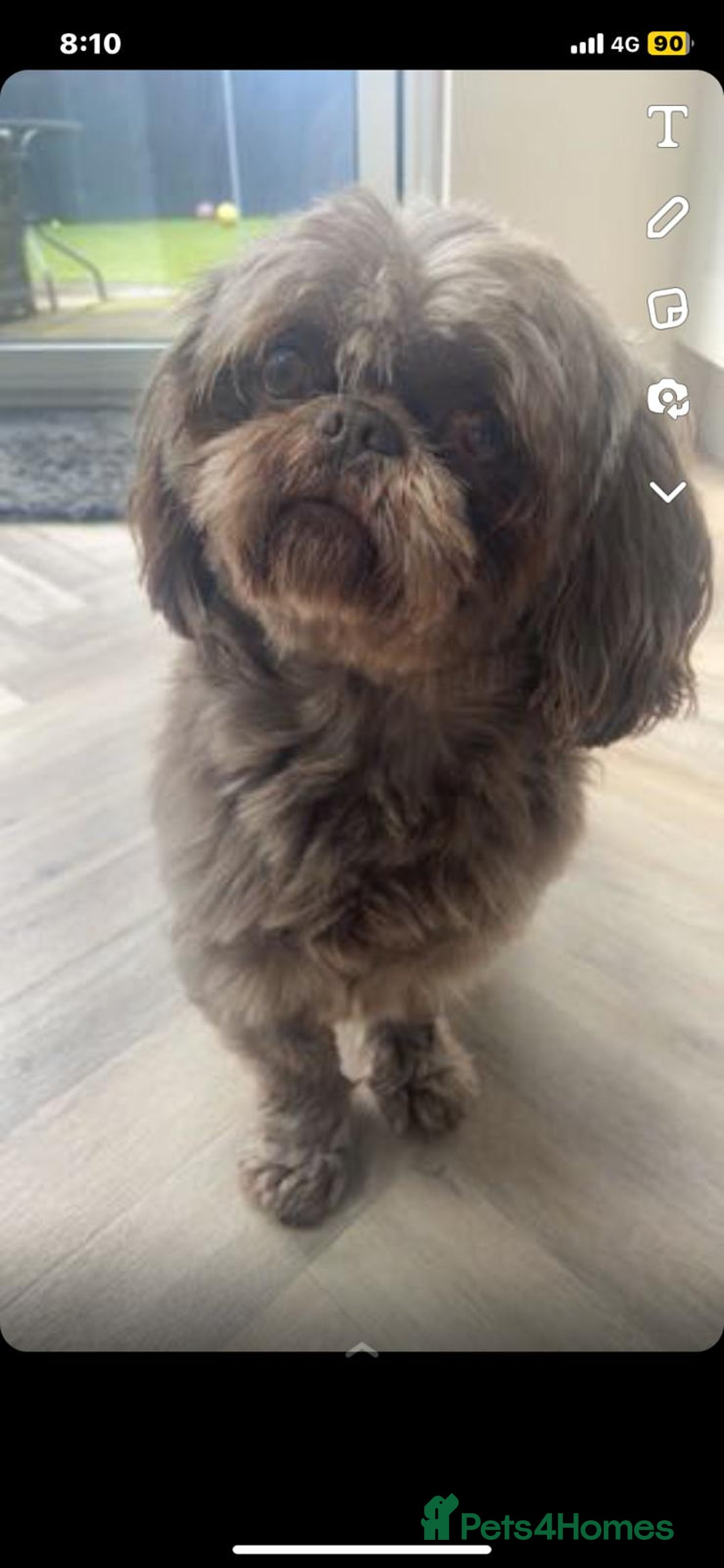 Shih Tzu dogs for stud: KC Karashishi Imperial Chocolate/Lavender Stud in Derby - Image 19