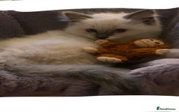 Ragdoll cats for sale: Ragdoll boy  - Image 2