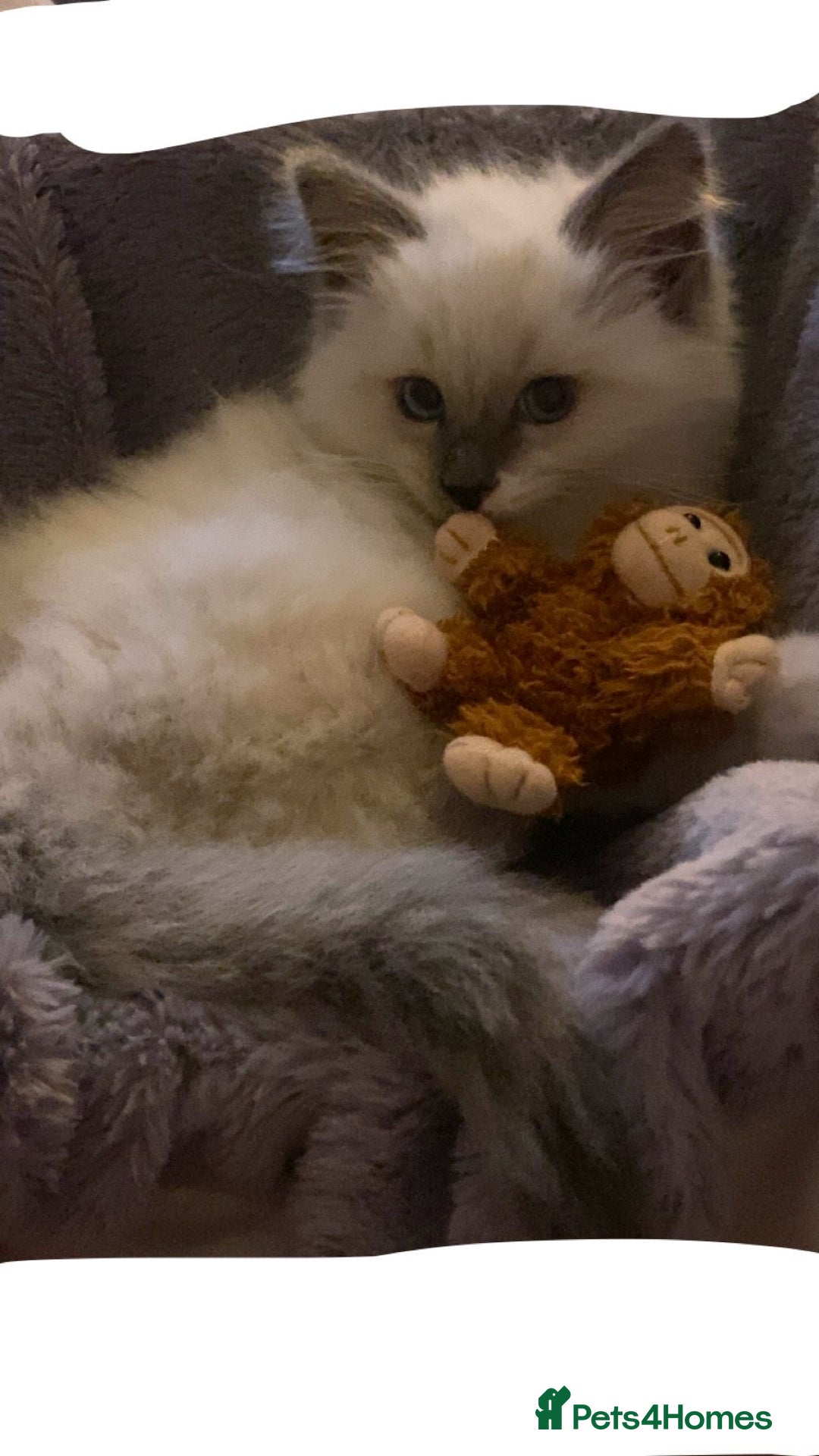 Ragdoll cats for sale: Ragdoll boy  - Image 2