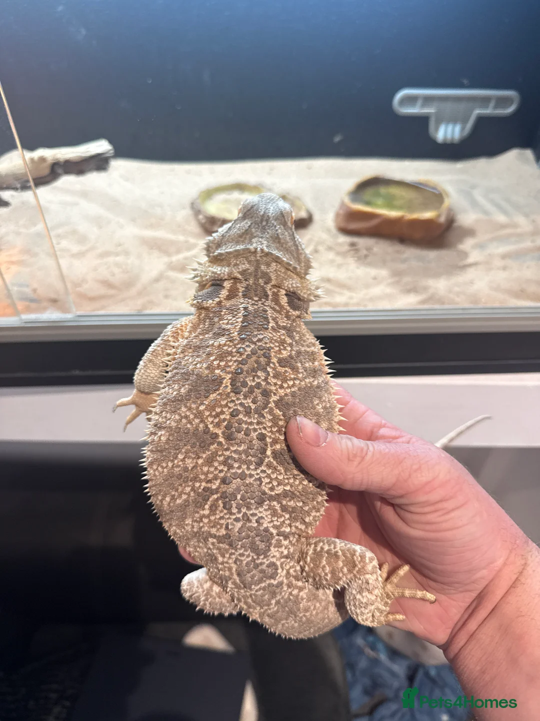 Bearded Dragon reptiles for sale: Bearded dragon and set up  - Advert 2